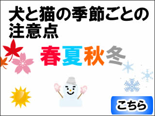 犬猫の春夏秋冬の季節の注意