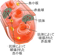 犬猫の貧血にサプリメント