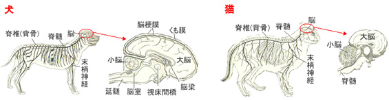 犬猫の脳神経や骨関節にサプリメント