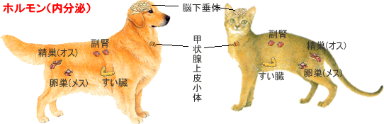 犬猫の甲状腺機能低下や副腎皮質亢進症などにサプリメント