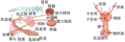 犬猫の腎臓や泌尿器疾患にサプリメント