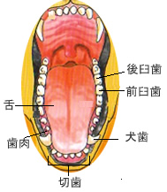 犬猫の口内炎などにサプリメント