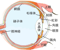 犬猫の目の炎症に