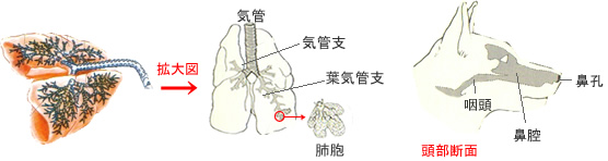 犬猫の鼻炎や肺炎にサプリメント